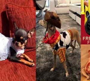 déguisements animaux costumes halloween célébrités