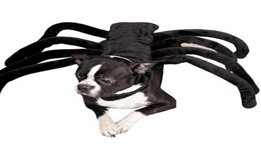 déguisement halloween animaux chien