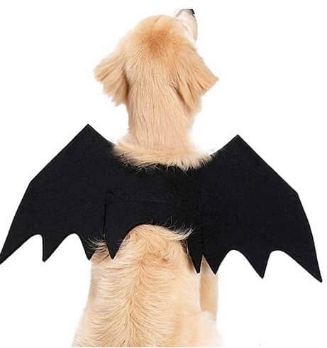 déguisement halloween animaux chien
